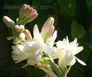 Tuberose